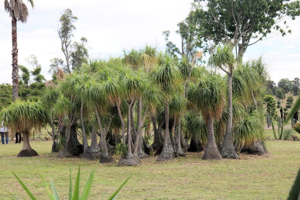 Dale Franks Botanic Gardens