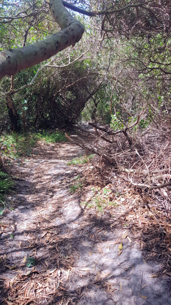 The Track Down to Moonee Beach