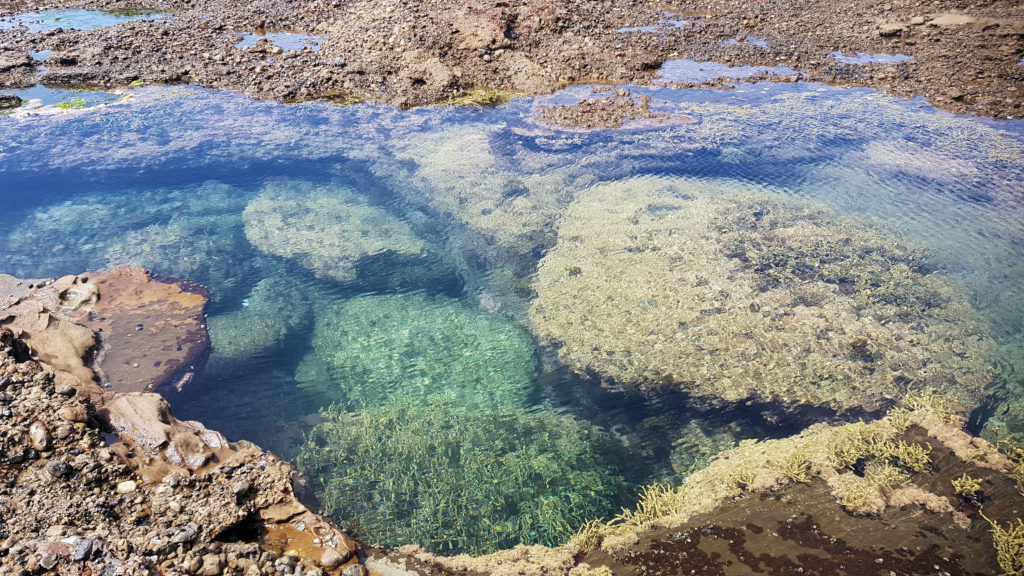 A Rock Pool on the Rock Platform