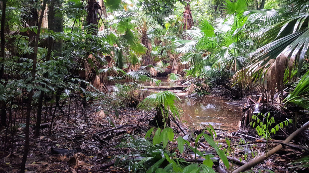 Cabbage Tree Palms on the Arboretum Loop Track