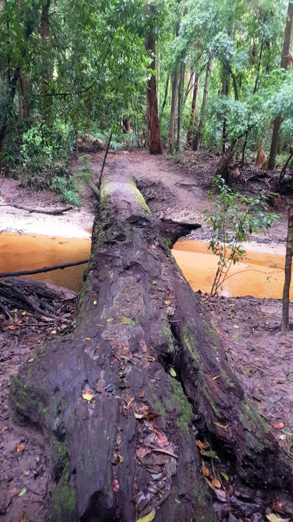 Fallen Tree Over a Creek