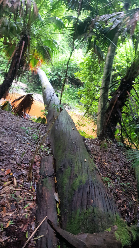 Fallen Tree Over a Creek