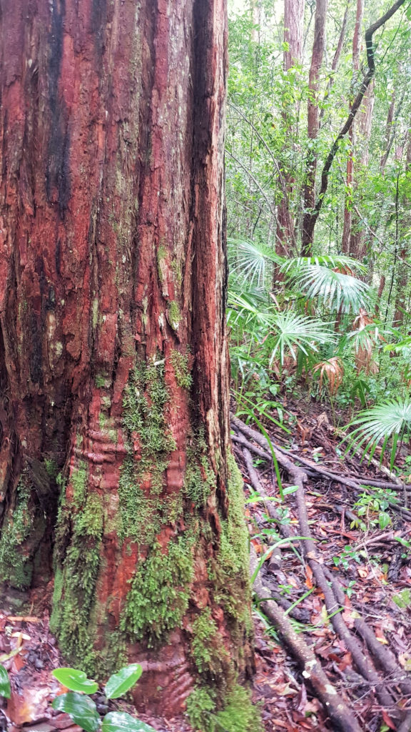 Moss Covered Trees on the Bellbird Track