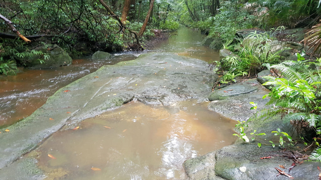 Narara Creek Crossing Bellbird Track