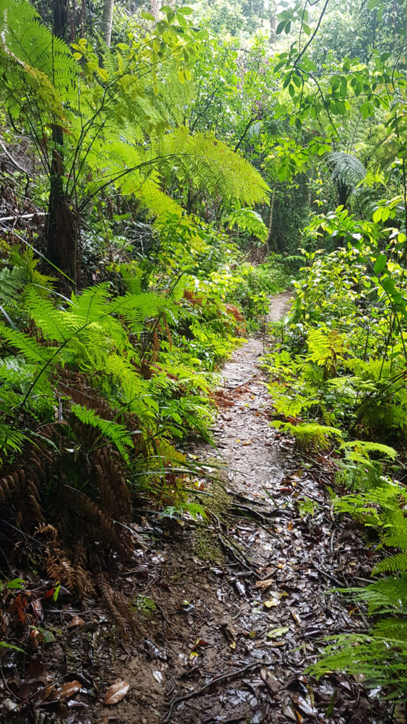 Ferns on the Bellbird Track