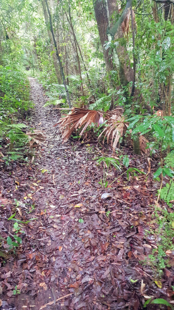 Bellbird Track