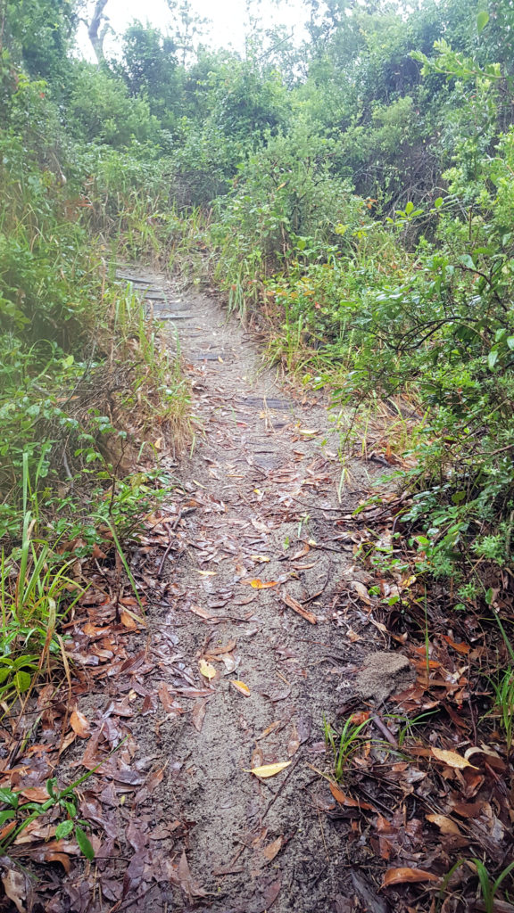 Typical Walking Track