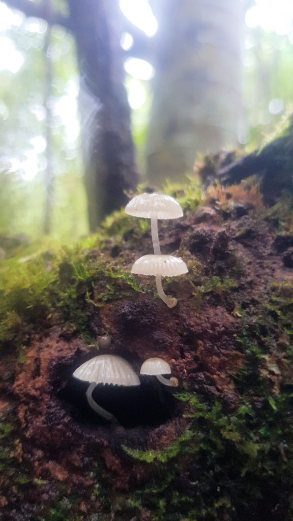 Mushrooms Growing on a Fallen Log on the Lilli Pilli Track Wyrrabalong National Park