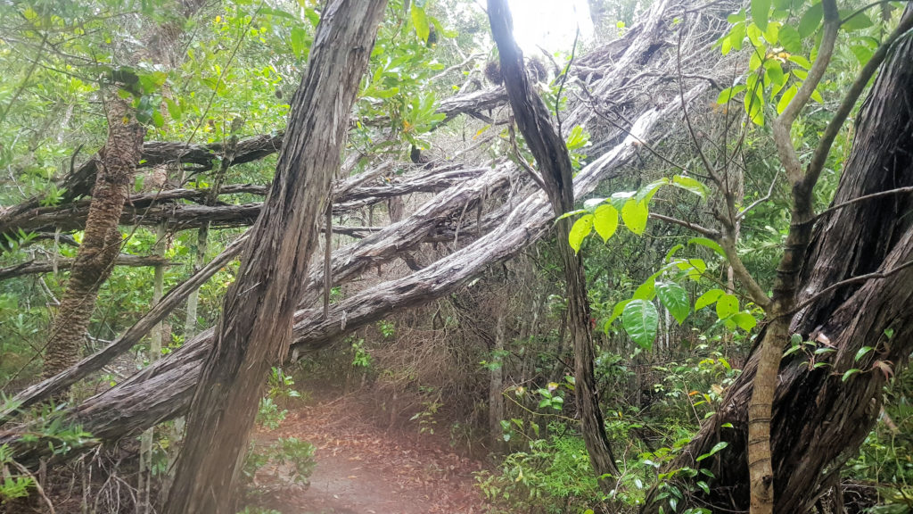 Fallen Trees on the Lilli Pilli Loop Track