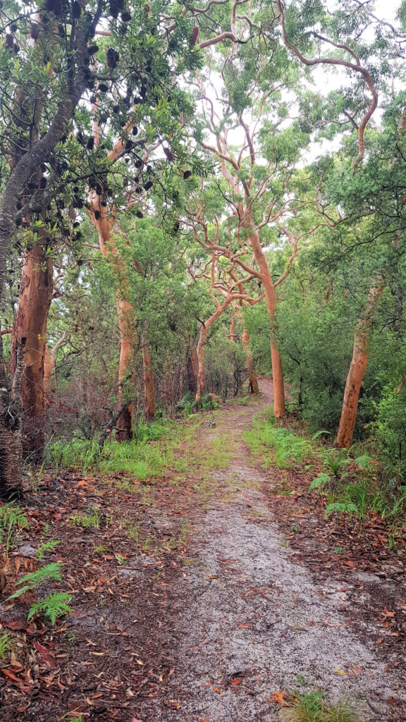 Red Gum Loop Track