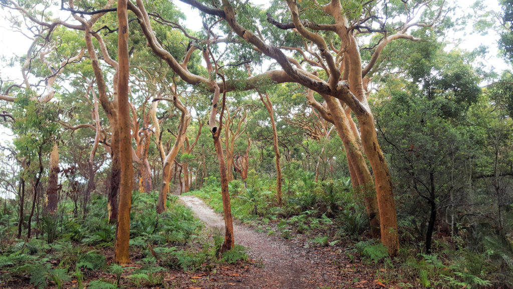 Red Gum Trees