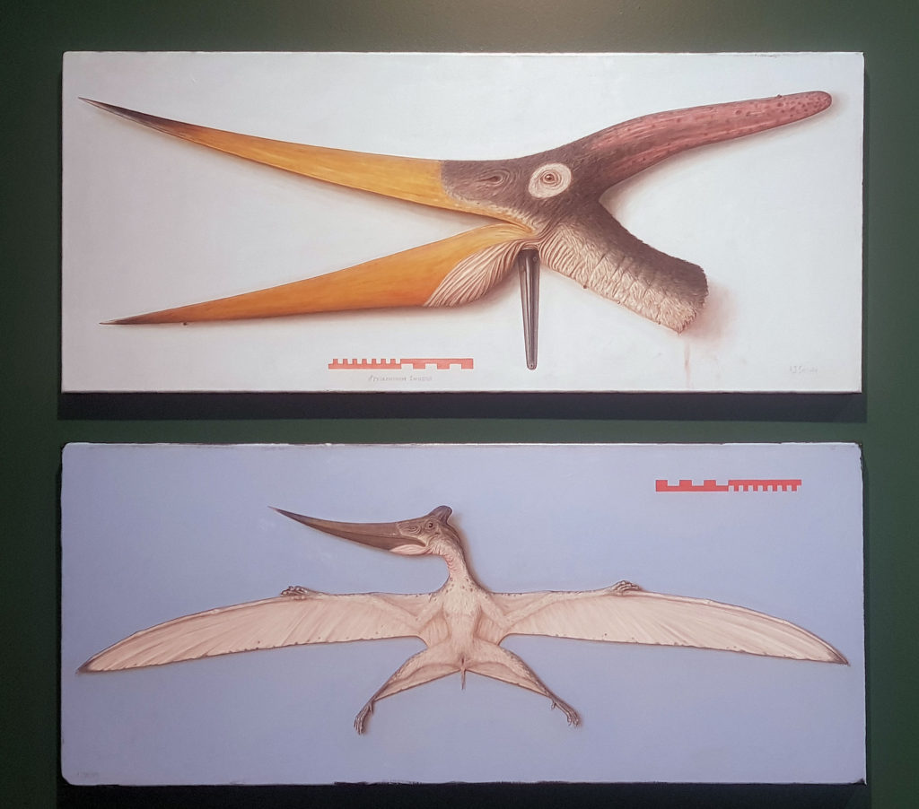 Adult and Juvenile Pteranodon by Andrew Sullivan