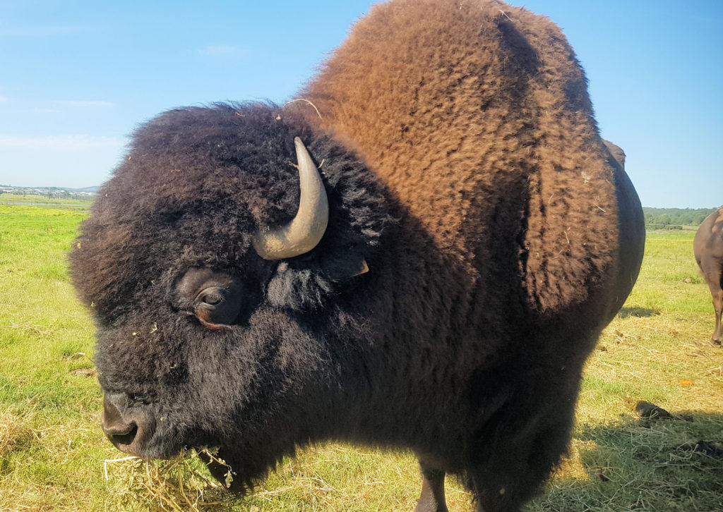 Male Bison