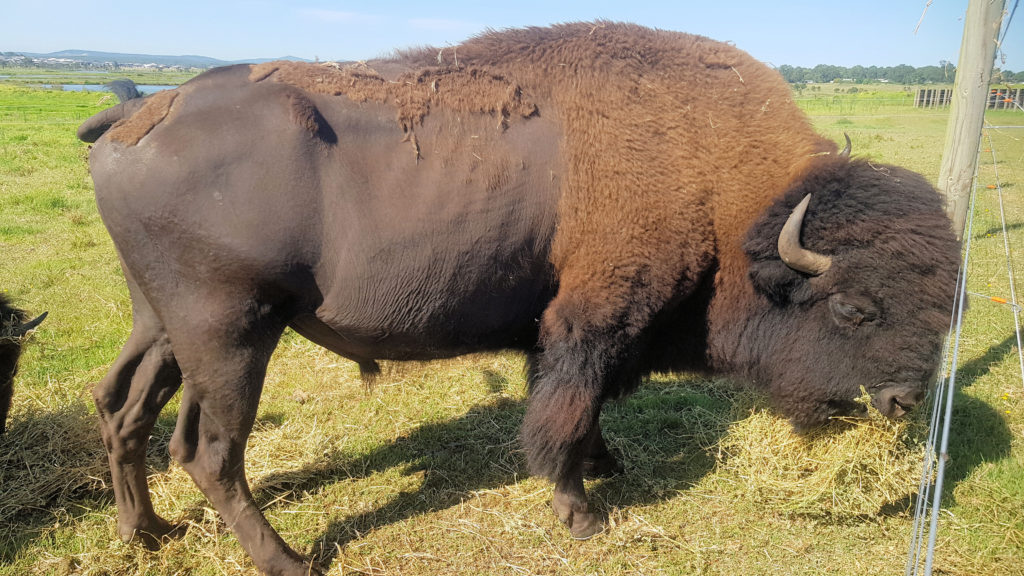 Bison Encounter Morpeth