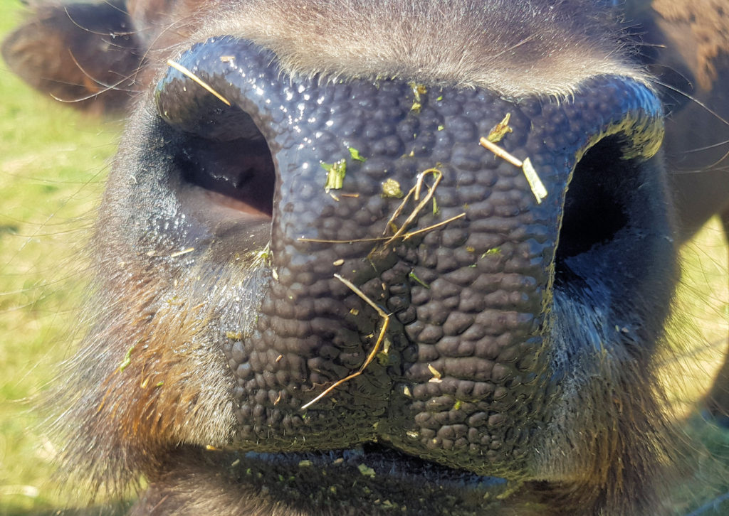 Bison Nose