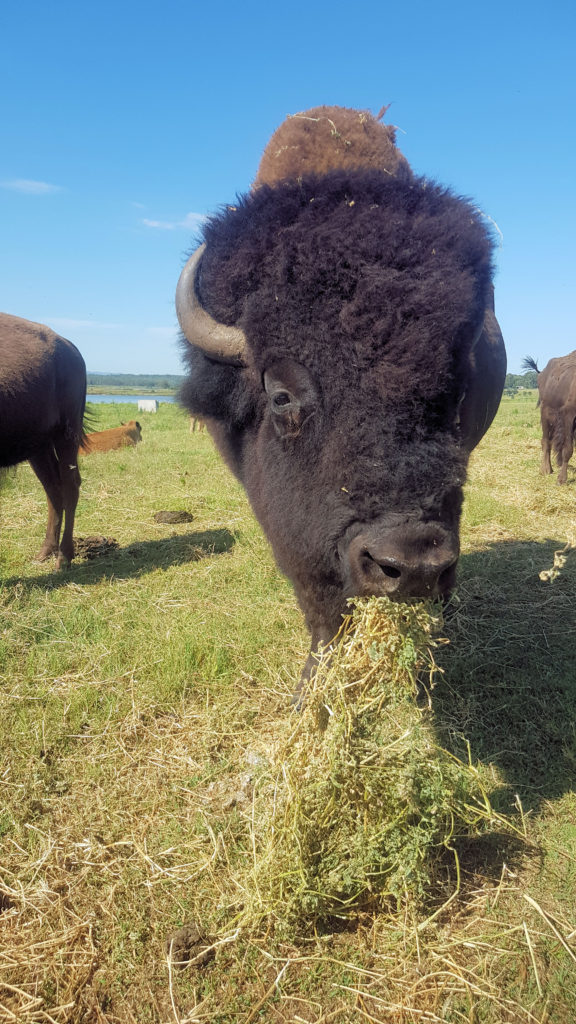 Bison Encounter Morpeth