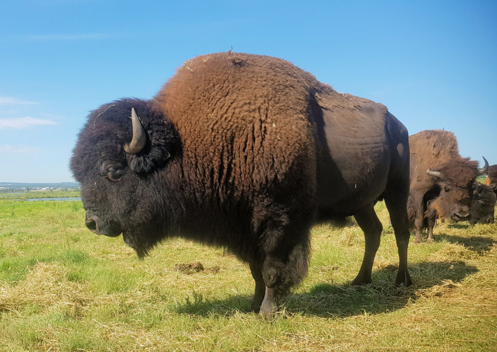 Bison Encounter Morpeth