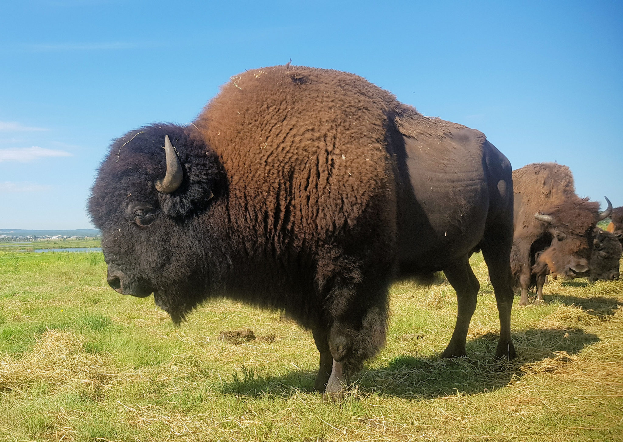 Bison Encounter in Morpeth - Destination's Journey