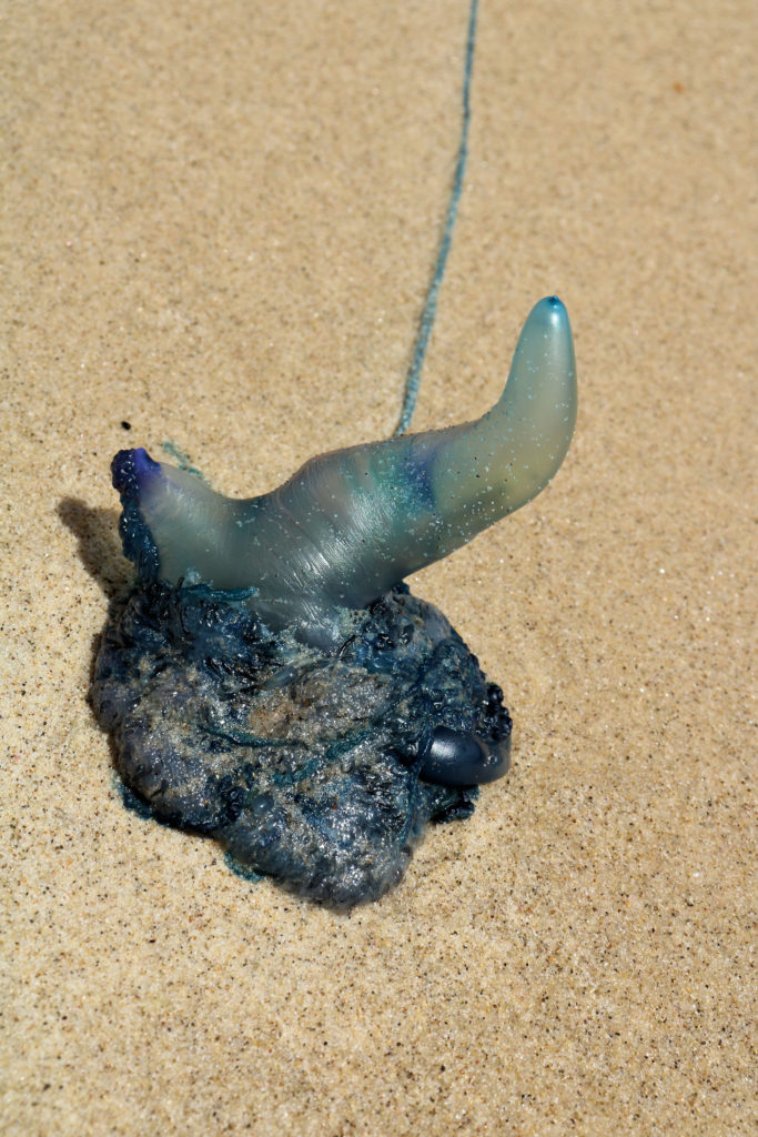 Portuguese Man o' War or Marine Stinger