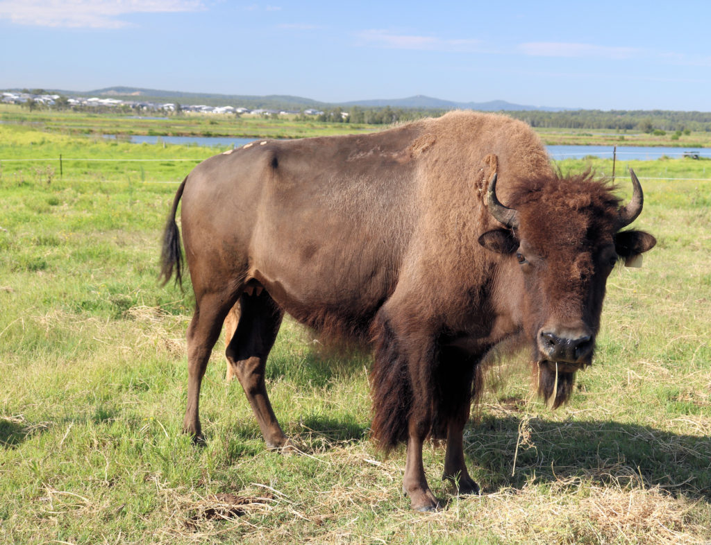 Female Bison