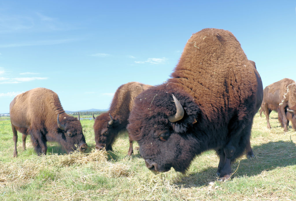 Adult Bison