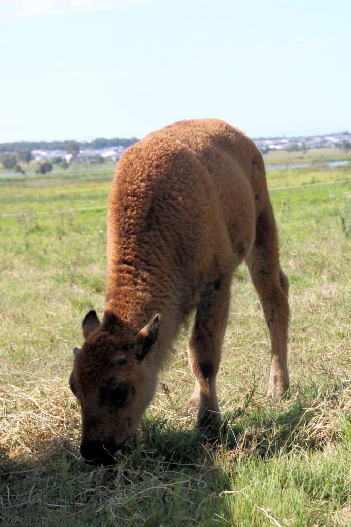 Bison Encounter Morpeth