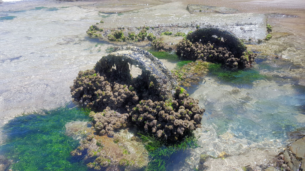 Railway Wheel Covered in Marine Growth