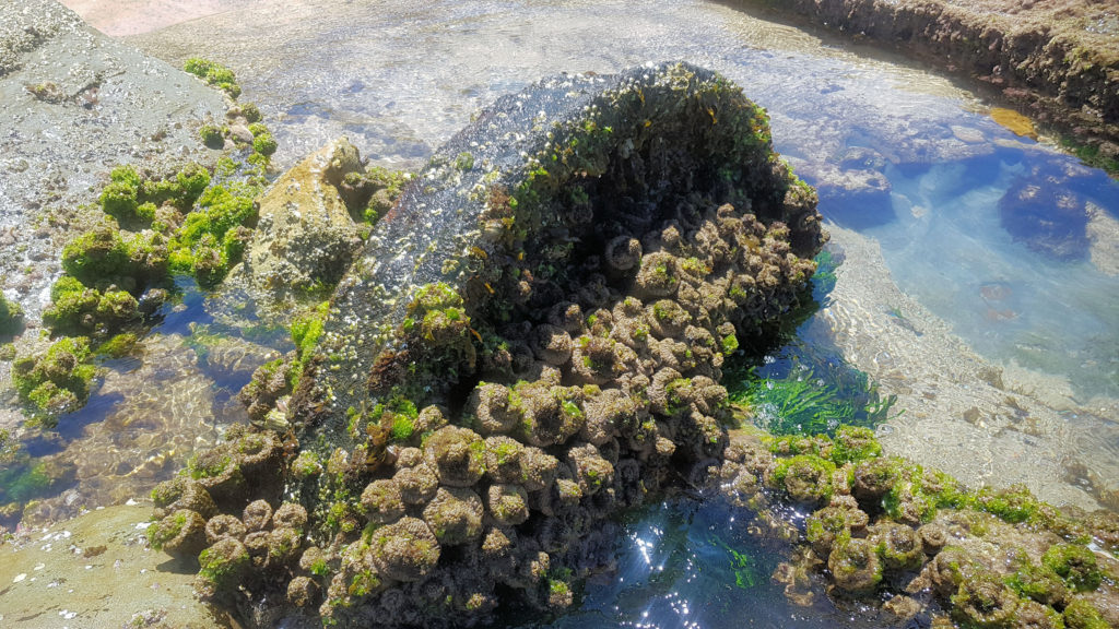 Marine Growth on a Railway Wheel Burwood Beach Mining Heritage