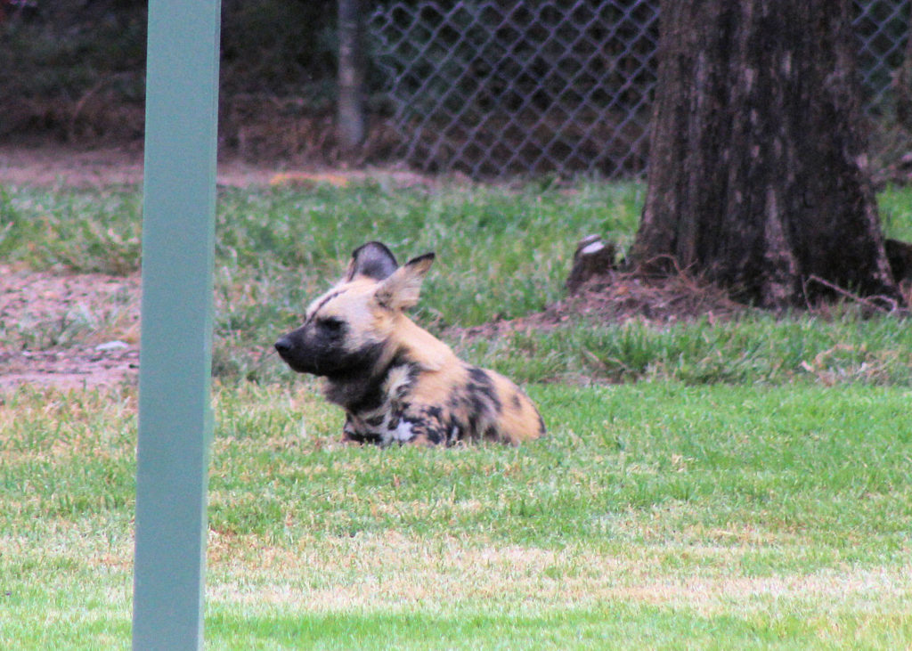 African Wild Dog