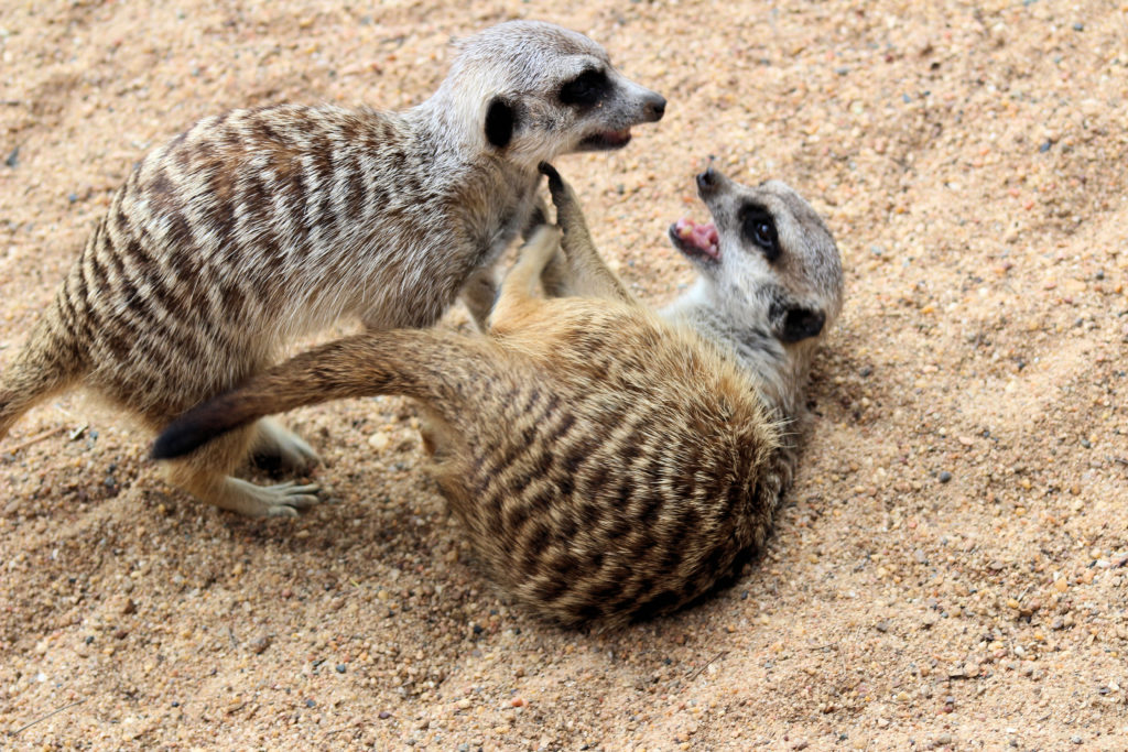 Meerkats Fighting