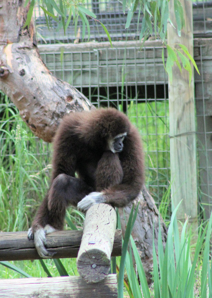 White Handed Gibbon