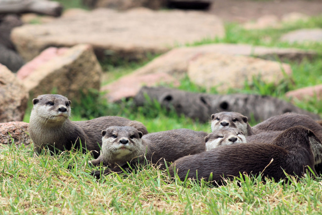 Otters