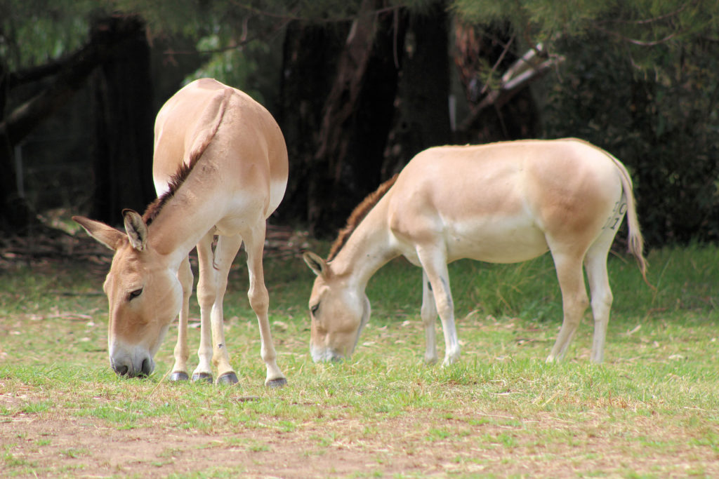 Persian Onager