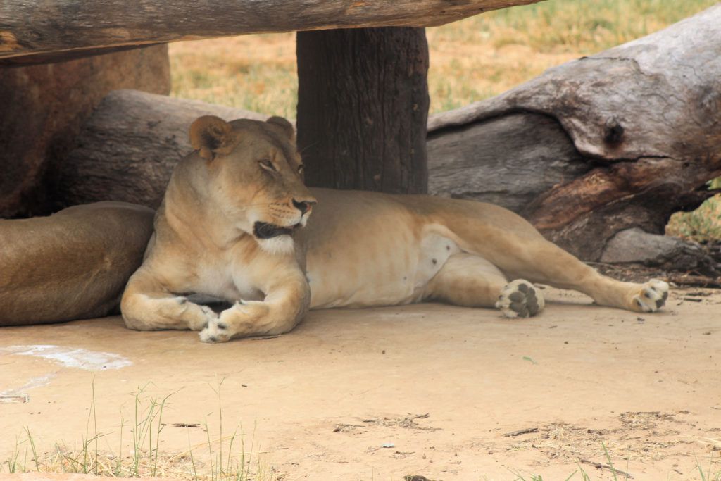 Female African Lion