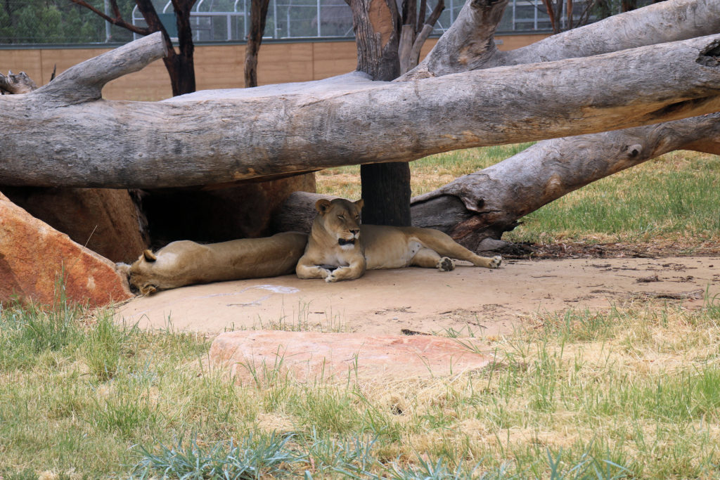 Female African Lions