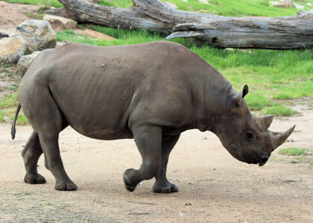 Black Rhinoceros  Dubbo