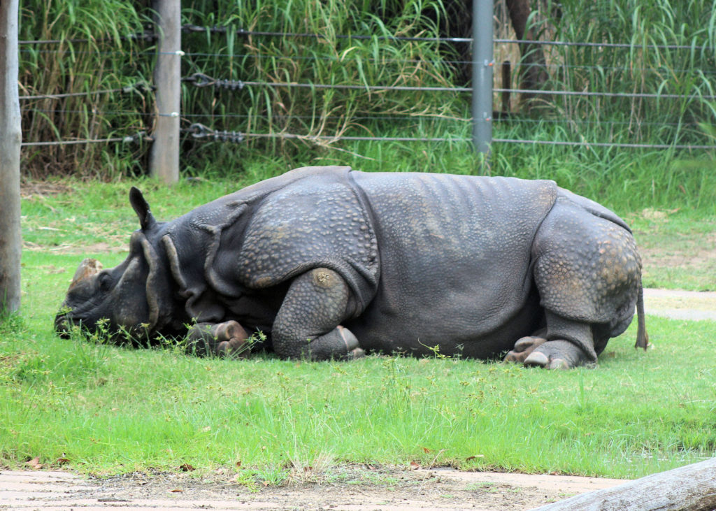 Greater One Horned Rhinoceros