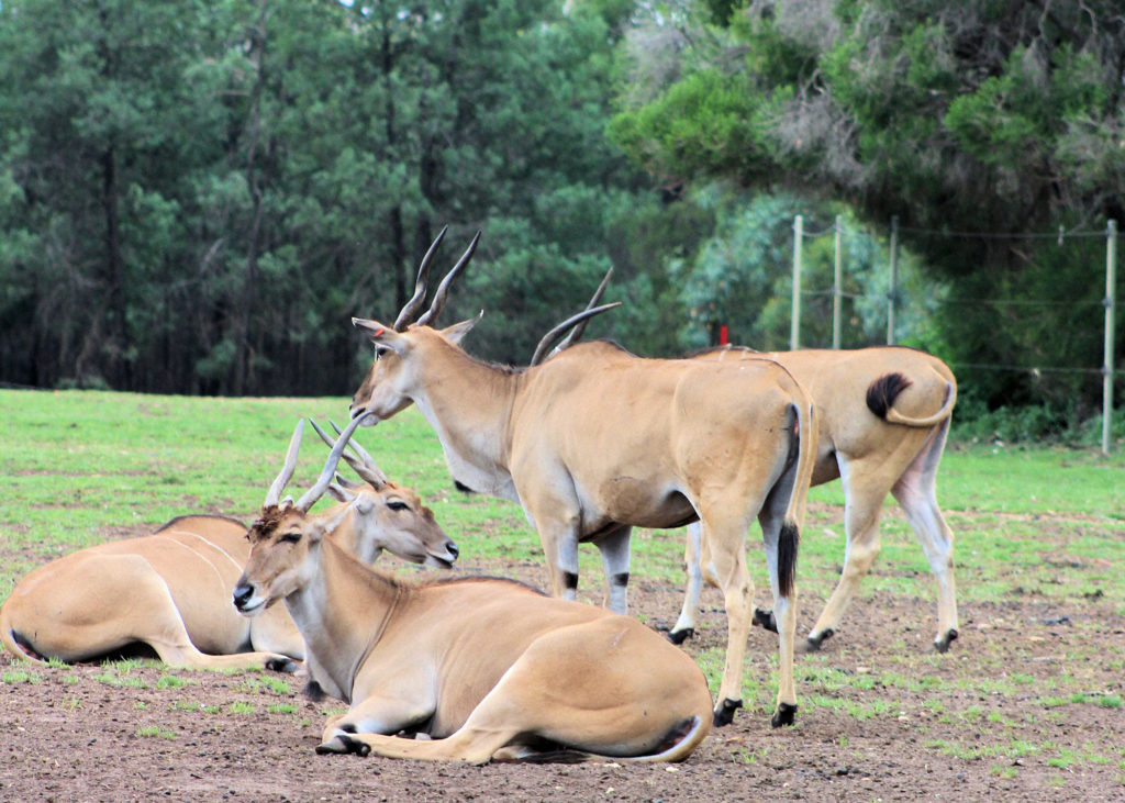 Eland