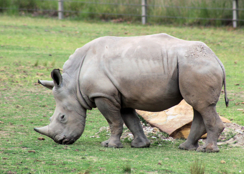 White Rhinoceros