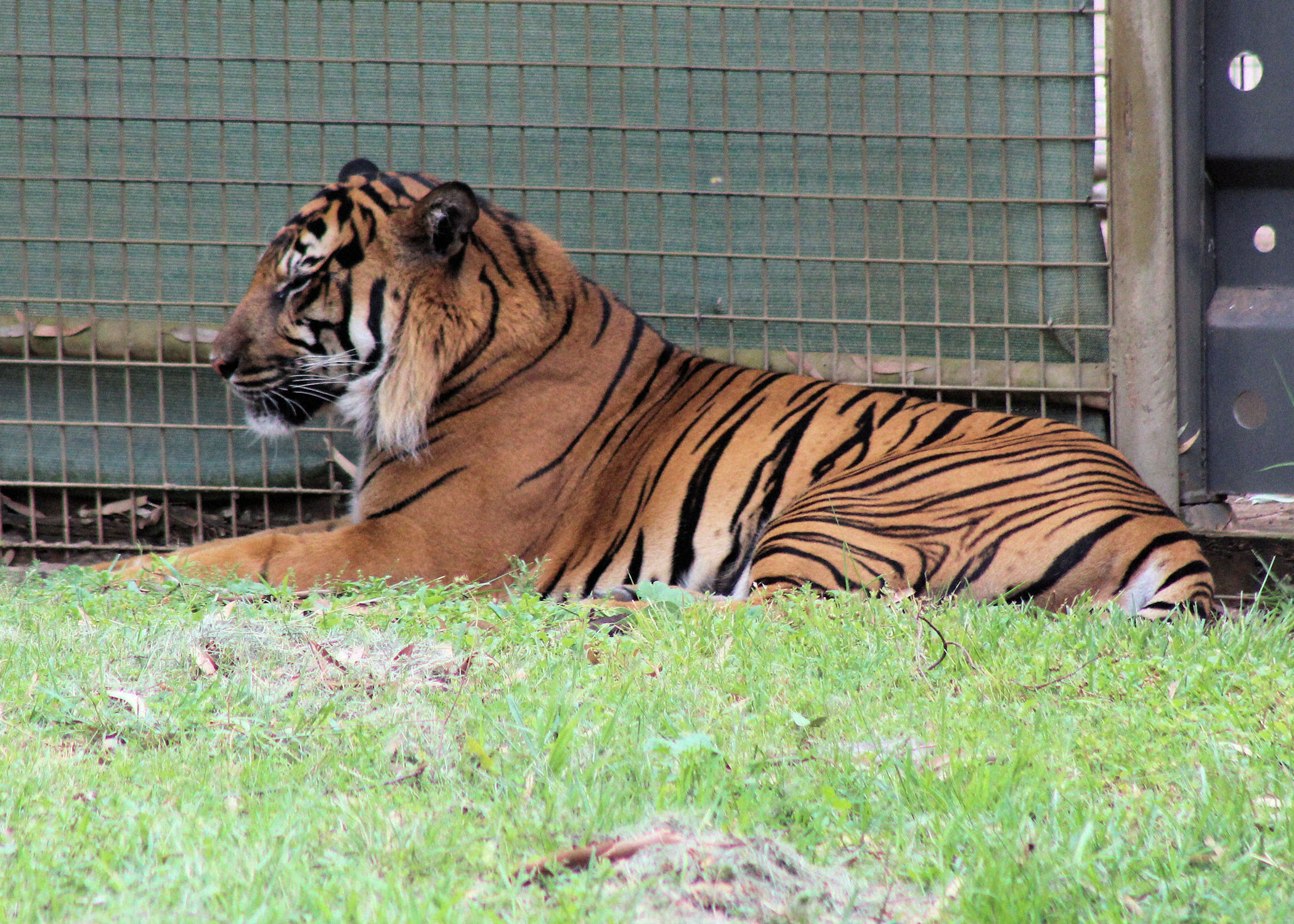 Sumatran Tiger