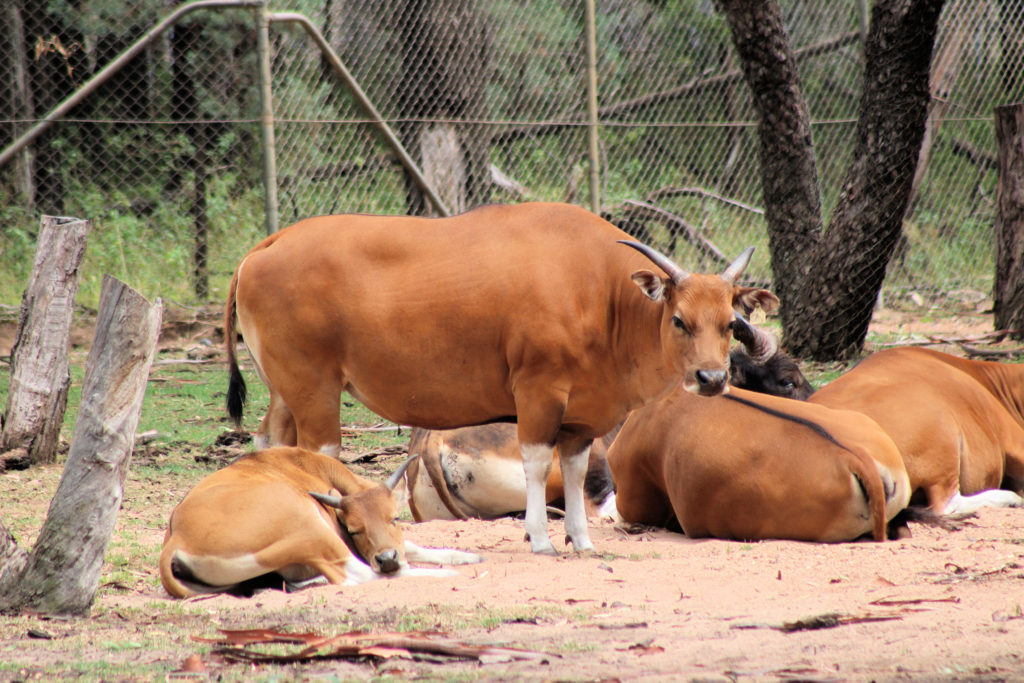 Banteng Taronga Western Plains Zoo