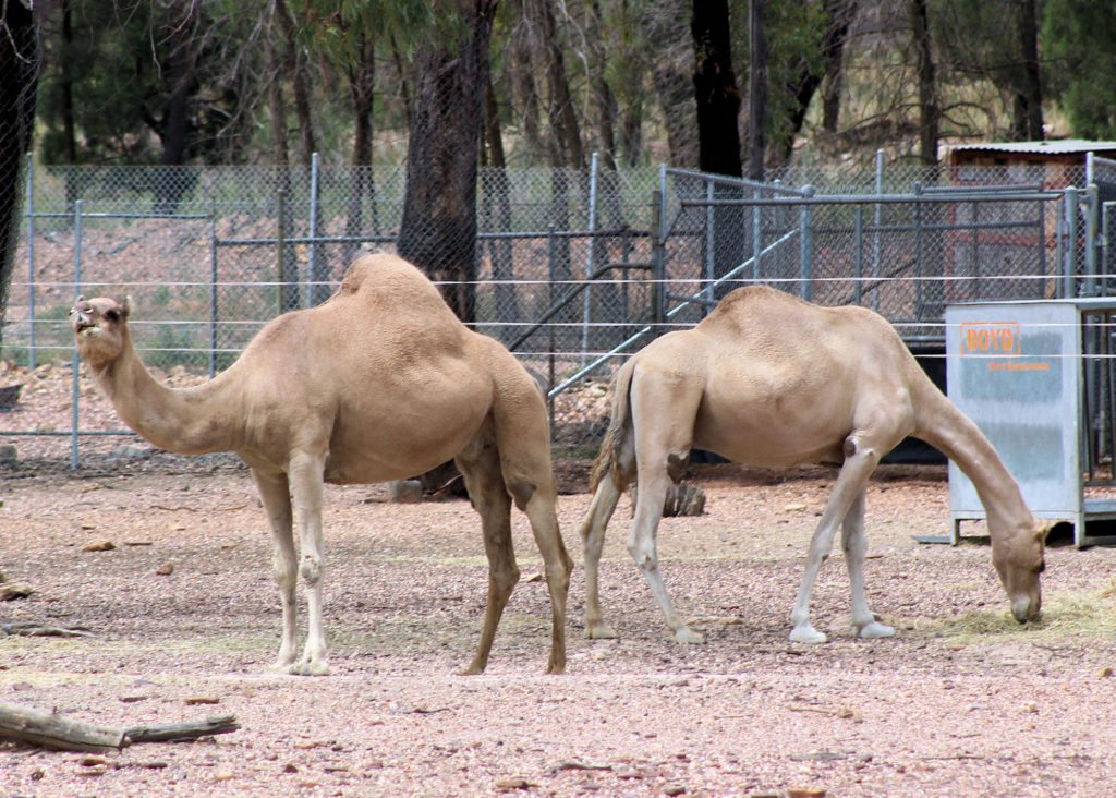 Dromedary camels