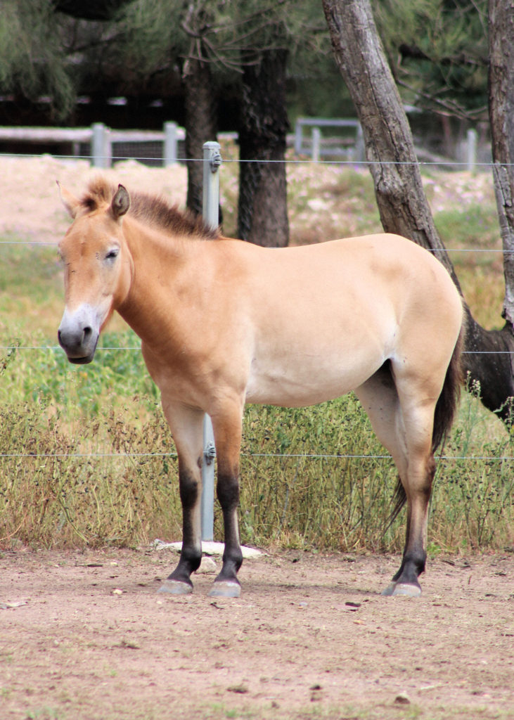 Takhi or Przewalksi's Horse