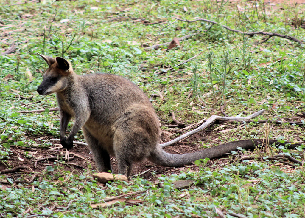 Swamp Wallaby