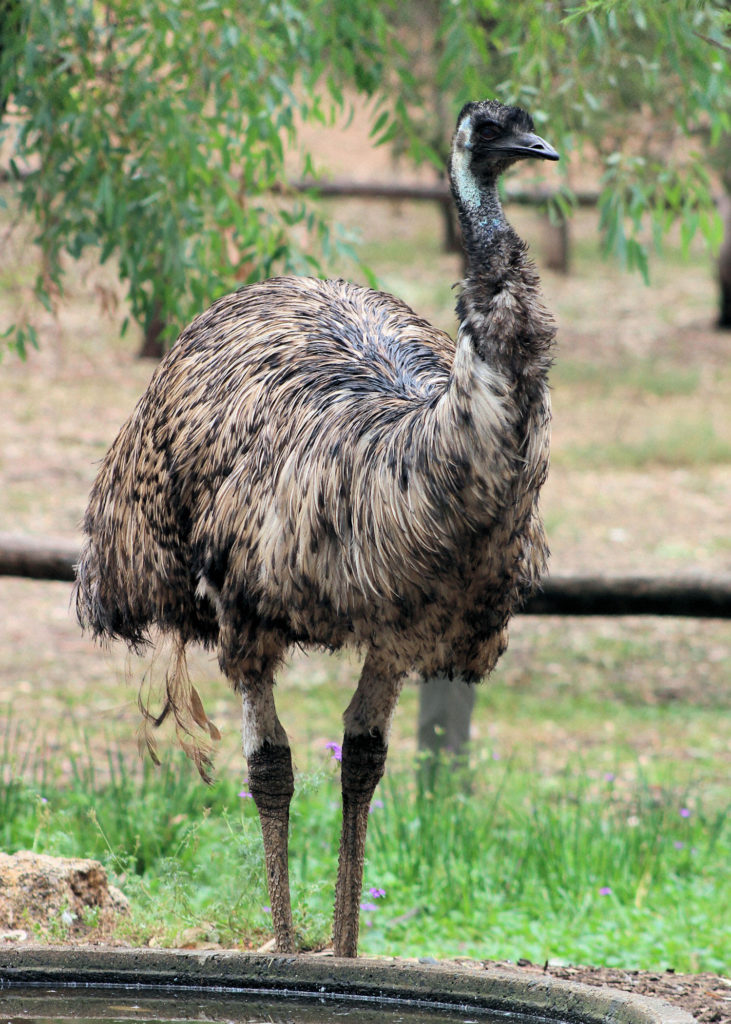 Emu