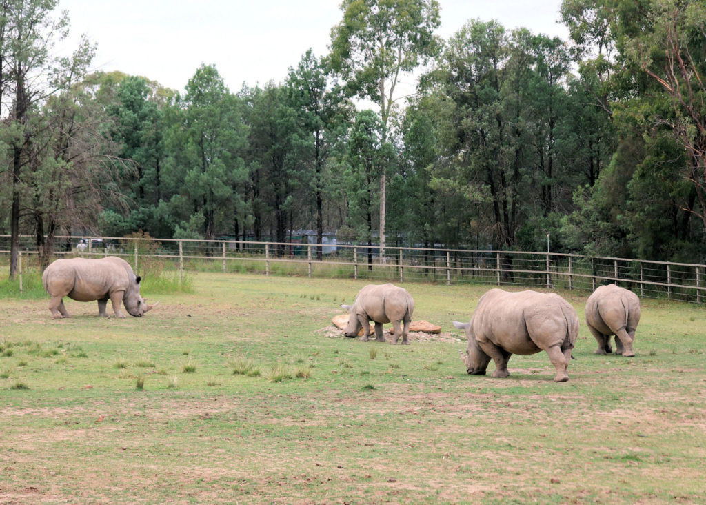 White Rhinoceros