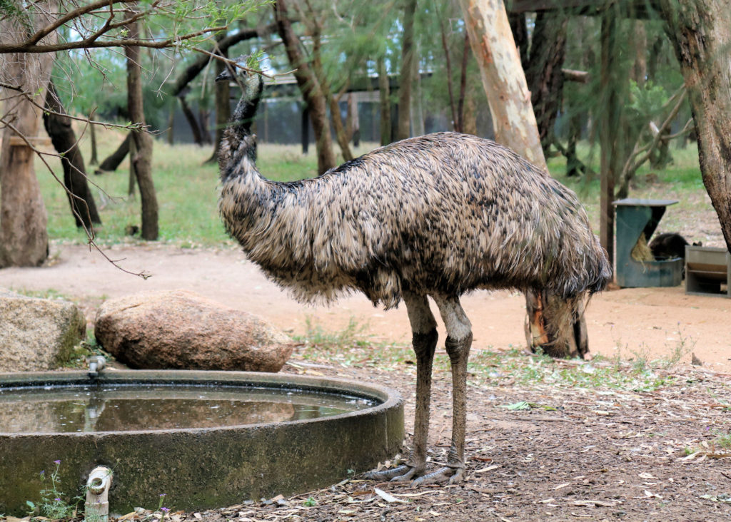 Emu