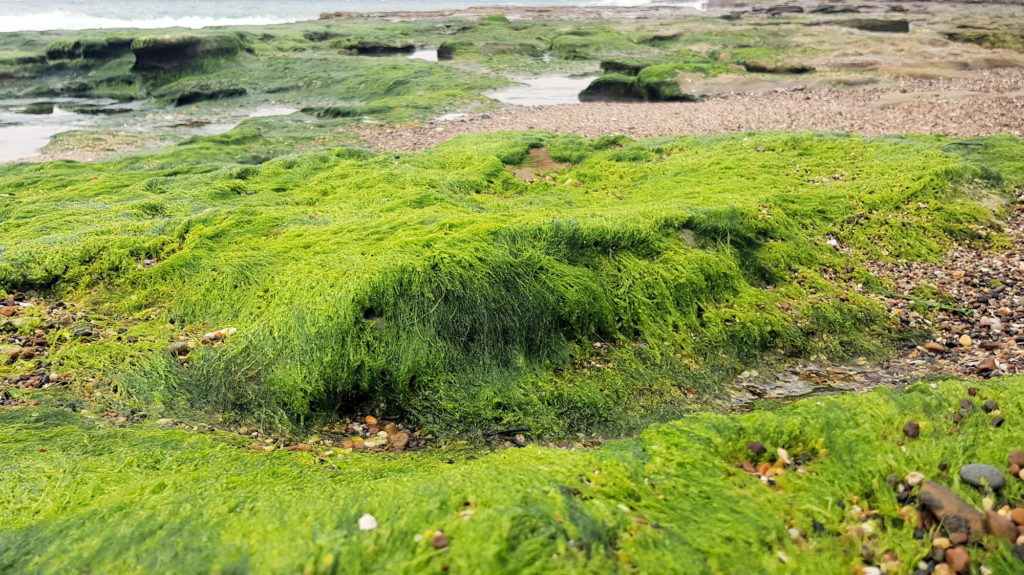 Exposed Algae on the Rock Platform at Low Tide