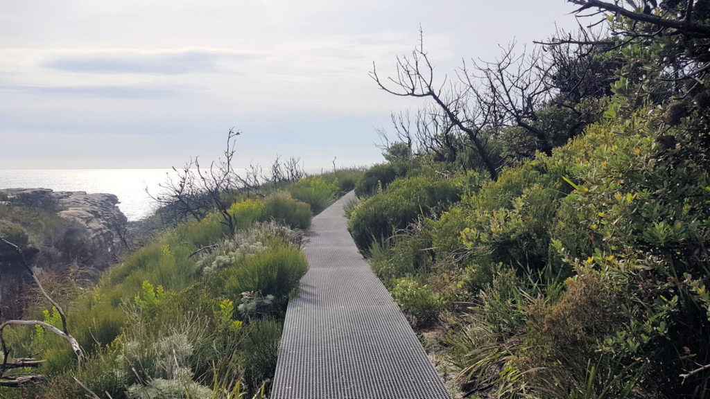 Board Walk Through Coastal Scrub Cape Baily Track