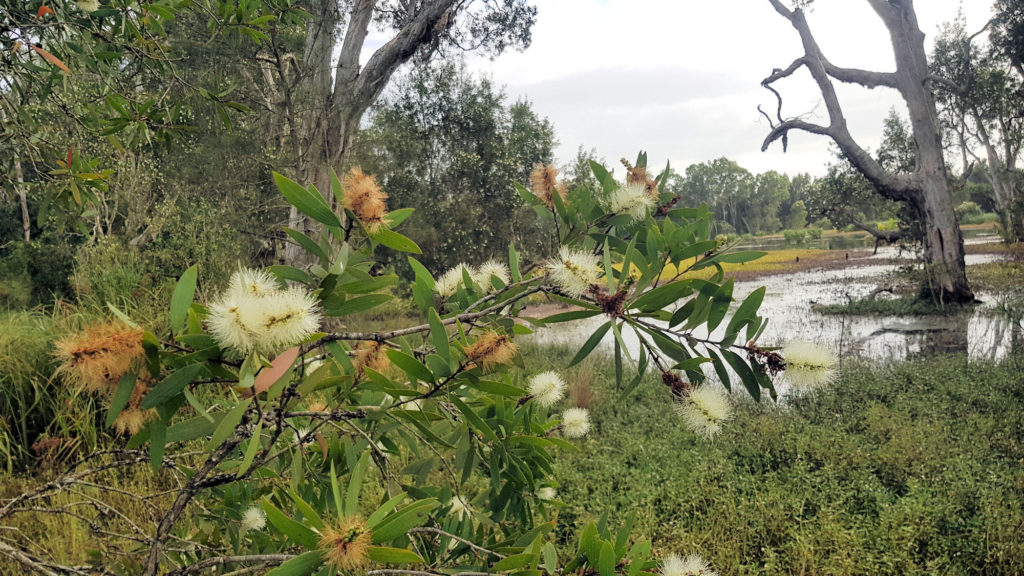 Seaham Swamp Near Tom's Cottage